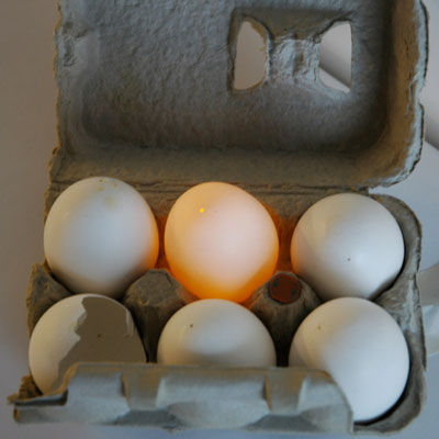 Egg That Knew Too Much
